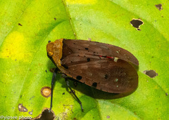 Penthicodes atomaria