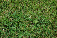 Trifolium repens