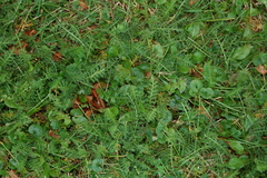 Achillea millefolium
