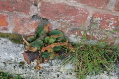 Plantago major
