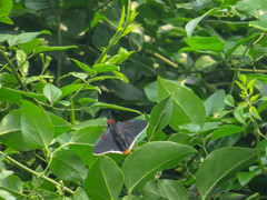 Phocides polybius phanias