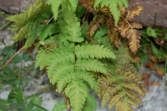 Polypodiopsida