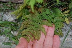Polypodiopsida