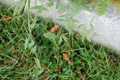 Convolvulus arvensis