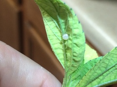 Acanthocephala femorata