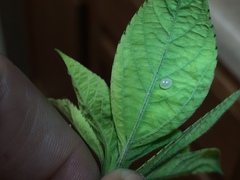 Acanthocephala femorata