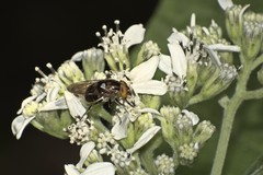 Copestylum tricinctum