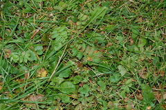 Argentina anserina
