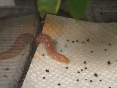 Psara dryalis