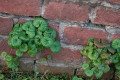Glechoma hederacea