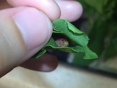 Psara dryalis