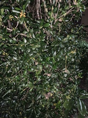 Ilex opaca image