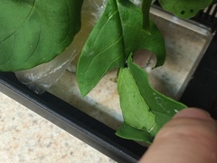 Psara dryalis