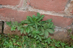 Potentilla reptans