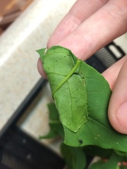 Psara dryalis