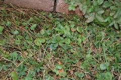 Potentilla reptans