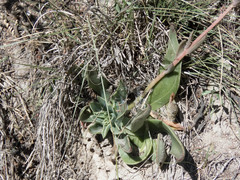 Echeveria platyphylla