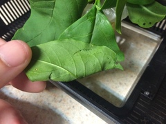 Psara dryalis