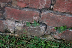 Potentilla reptans