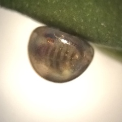 Acanthocephala femorata