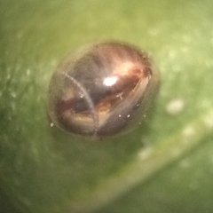 Acanthocephala femorata