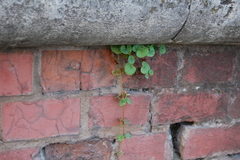 Glechoma hederacea
