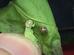 Acanthocephala femorata