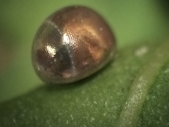 Acanthocephala femorata