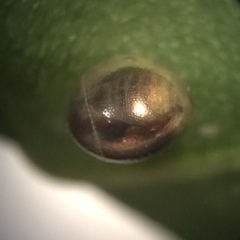 Acanthocephala femorata