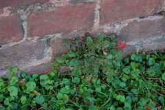 Taraxacum officinale