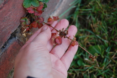 Potentilla indica