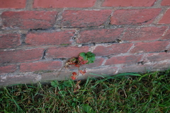 Potentilla indica