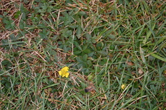 Potentilla reptans