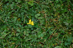 Potentilla reptans