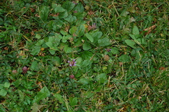 Prunella vulgaris