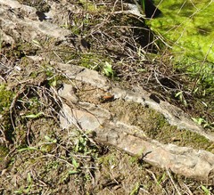 Brachygastra mellifica