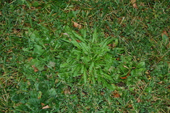 Scorzoneroides autumnalis