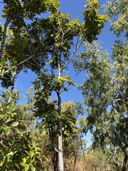 Canarium australianum