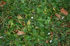 Bellis perennis