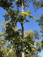 Canarium australianum