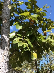 Canarium australianum