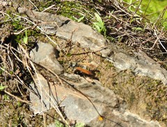 Brachygastra mellifica