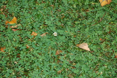Trifolium repens
