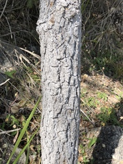 Canarium australianum