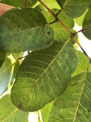 Canarium australianum