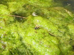 Brachygastra mellifica