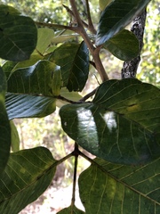 Canarium australianum