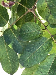 Canarium australianum