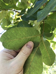 Canarium australianum