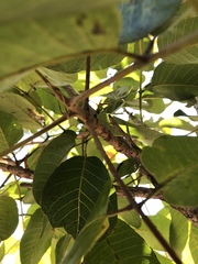 Canarium australianum